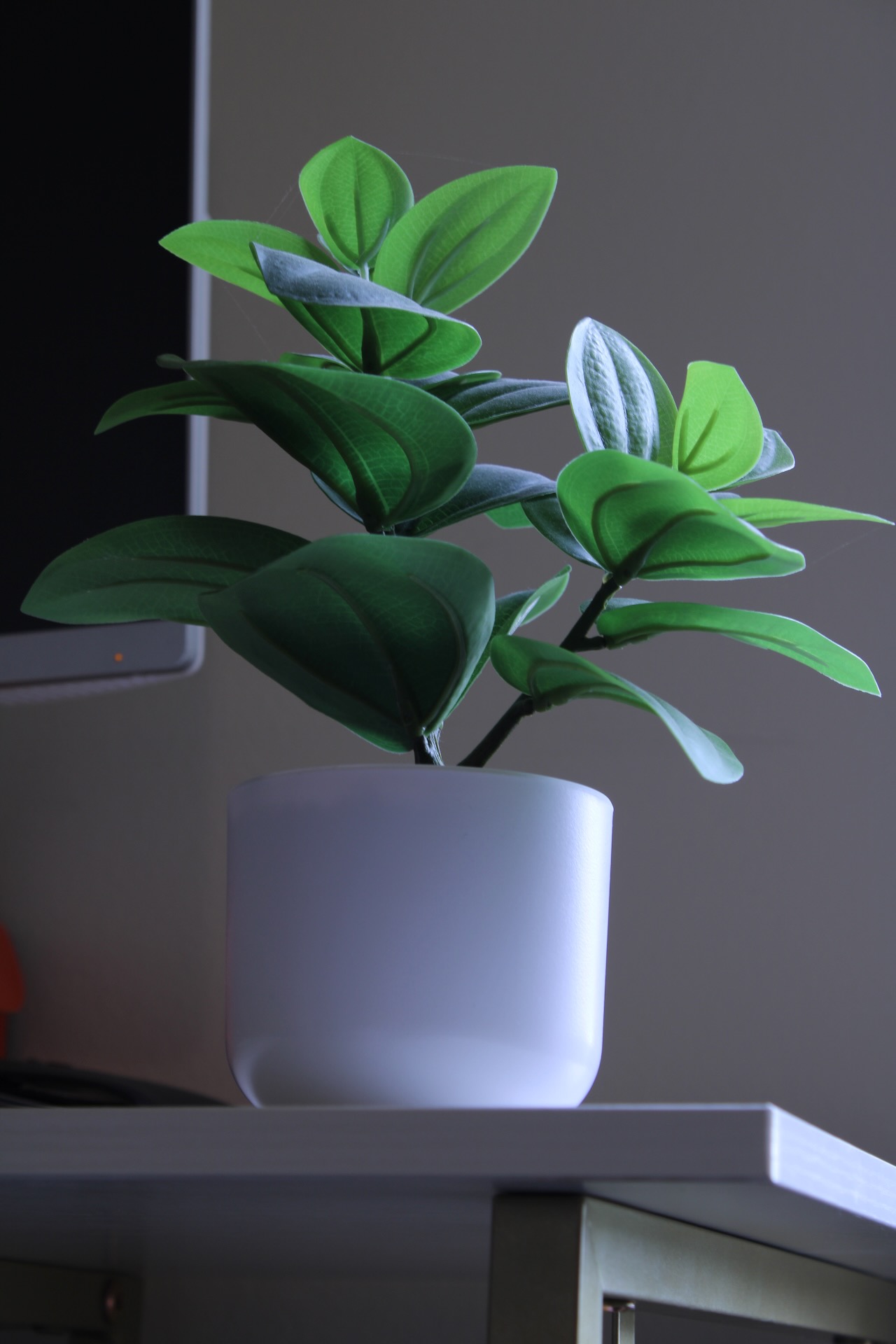 Plant