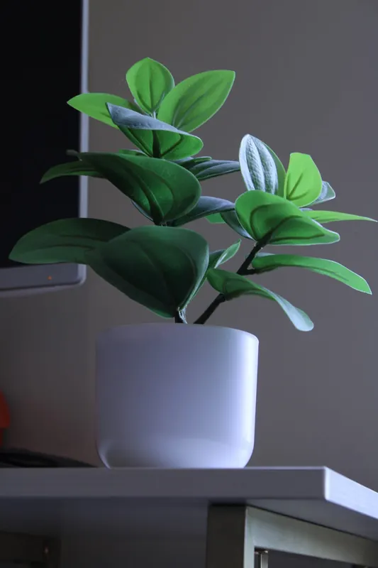 Green plant in soft natural light